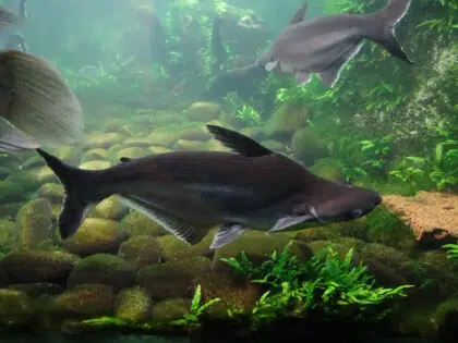 photo 635827554063627243 1