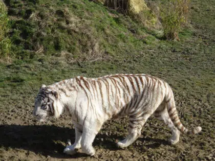 photo 635827554281559623 1